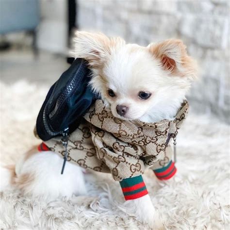 gucci shirt with dog|cat wearing gucci.